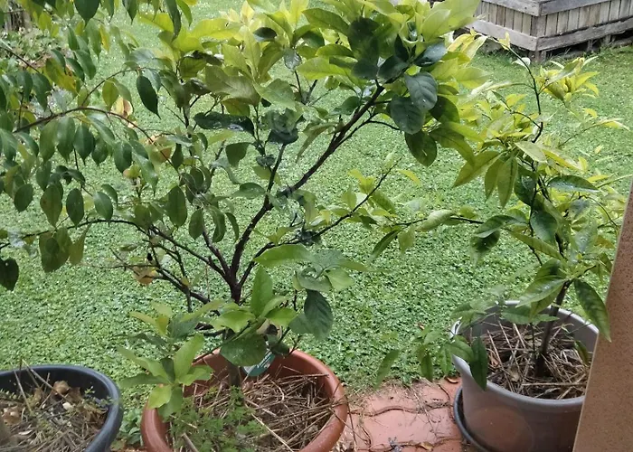 Bugatti 4 Chambres- 4 Lits Doubles *